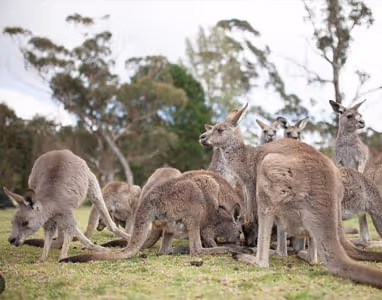 Image of a group of Kangaroos eating.
